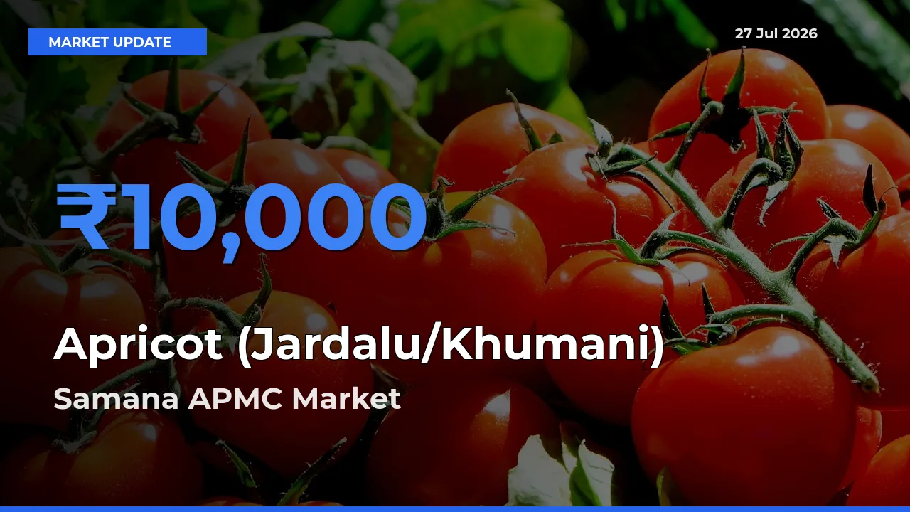 Samana APMC, Patiala, Punjab Leads as Top Mandi for Apricot (Jardalu/Khumani) Prices