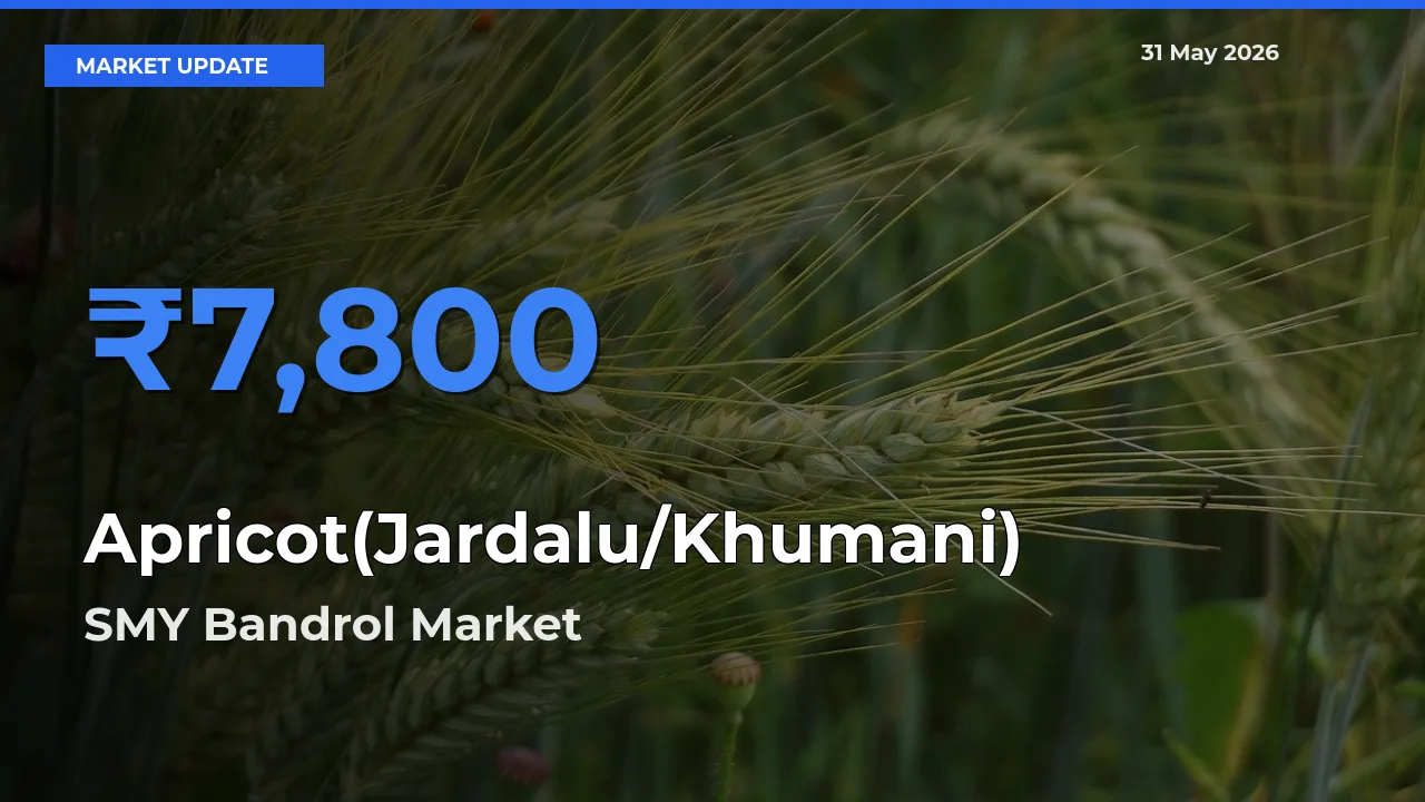 Market Watch: SMY Bandrol Becomes Top Mandi for Apricot(Jardalu/Khumani)
