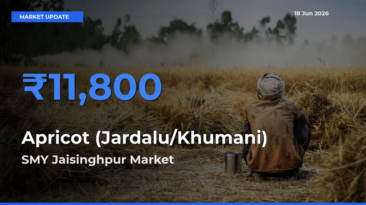 Market Watch: SMY Jaisinghpur Becomes Top Mandi for Apricot (Jardalu/Khumani)
