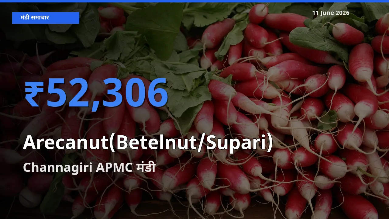 आज सुपारी के सबसे ऊँचे दाम ₹52,306 Channagiri APMC मंडी में