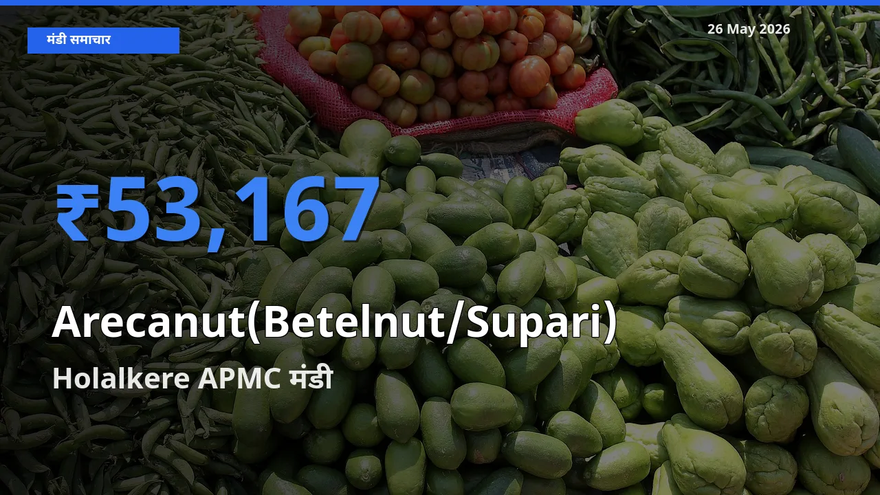 26 May अपडेट: सुपारी के सबसे ऊँचे दाम Holalkere APMC मंडी में