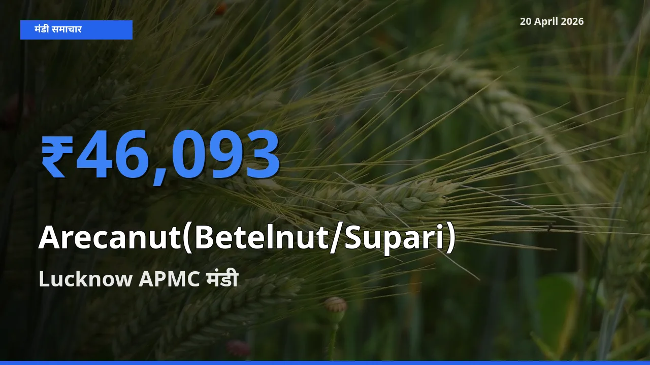 आज सुपारी के सबसे ऊँचे दाम ₹46,093 Lucknow APMC मंडी में