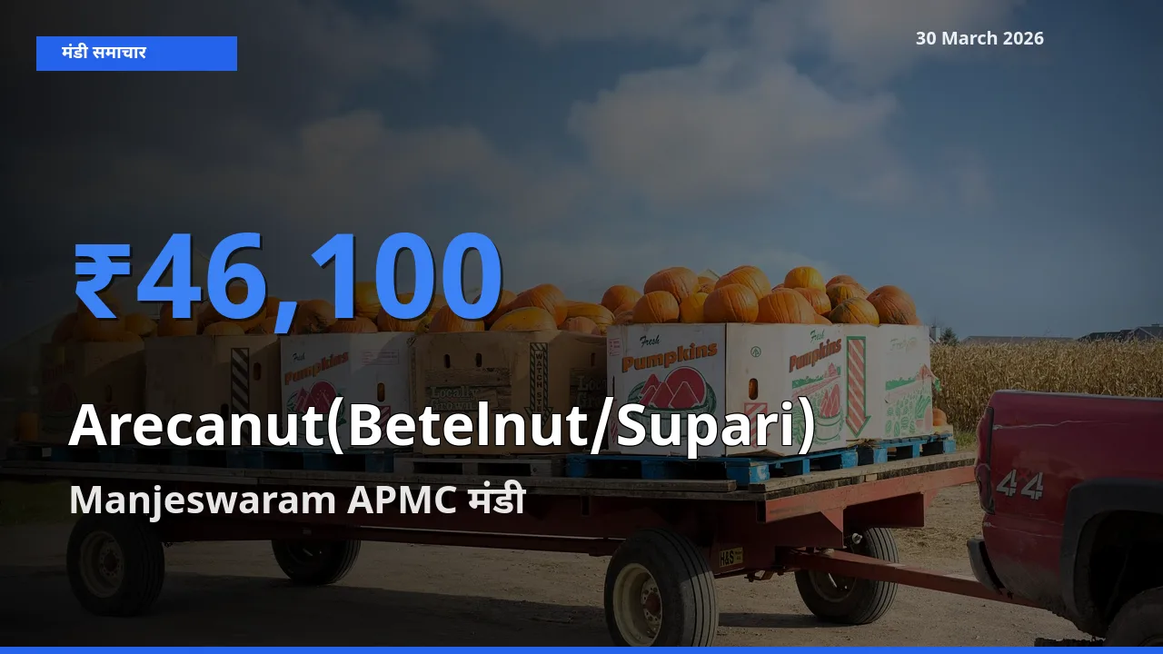 Manjeswaram APMC मंडी में सुपारी ₹46,100 पर पहुँचा – आज का सर्वोच्च भाव