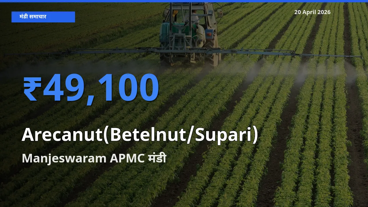 Manjeswaram APMC मंडी में आज सुपारी के सबसे ऊँचे दाम दर्ज