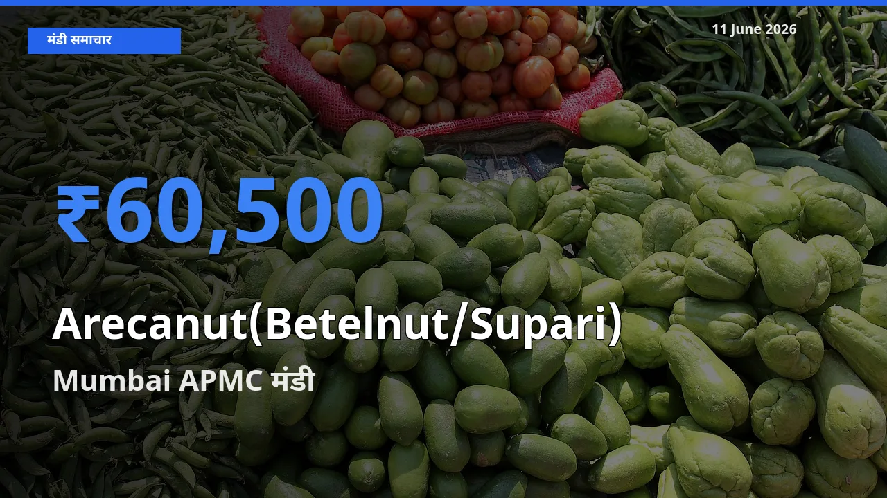 Mumbai APMC मंडी में सुपारी ₹60,500 पर पहुँचा – आज का सर्वोच्च भाव
