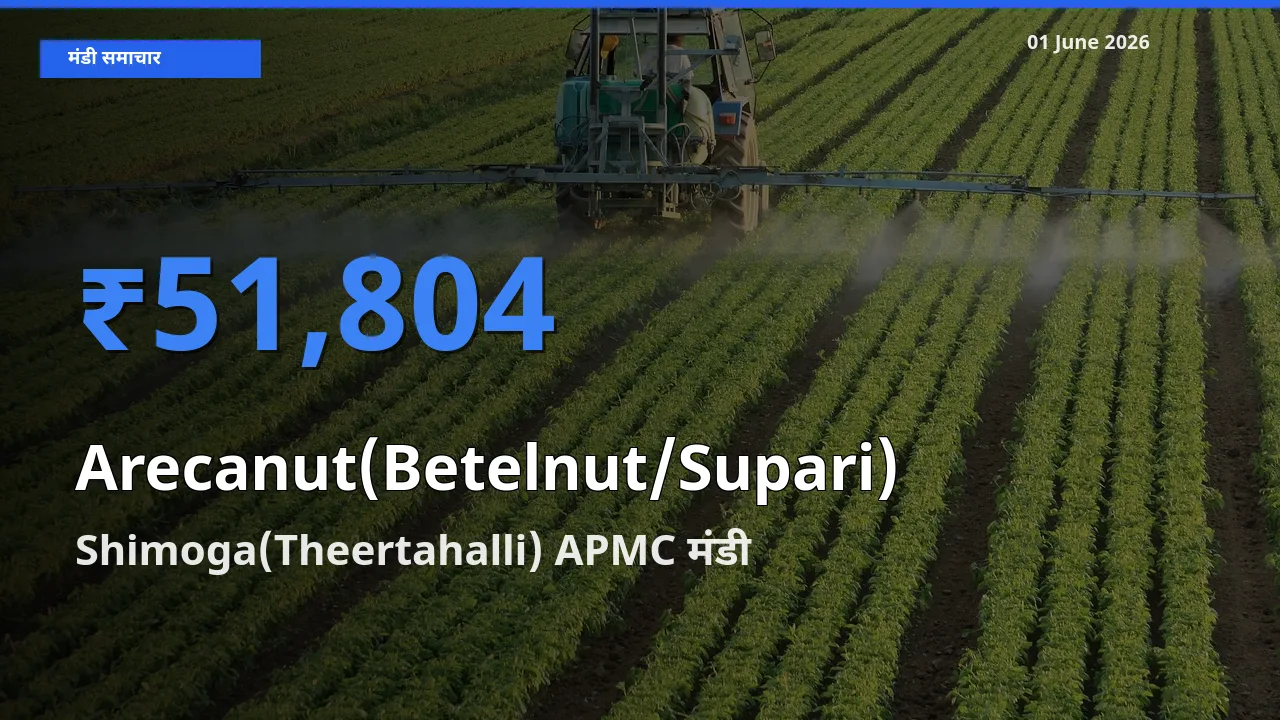 Shimoga(Theertahalli) APMC मंडी में आज सुपारी के सबसे ऊँचे दाम दर्ज