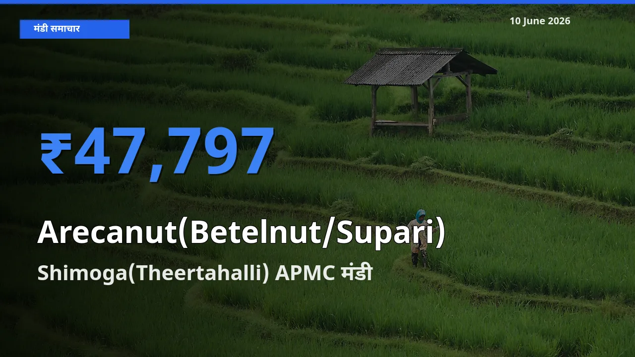 टॉप मंडी बना Shimoga(Theertahalli) APMC! सुपारी के सबसे ऊँचे दाम यहीं दर्ज