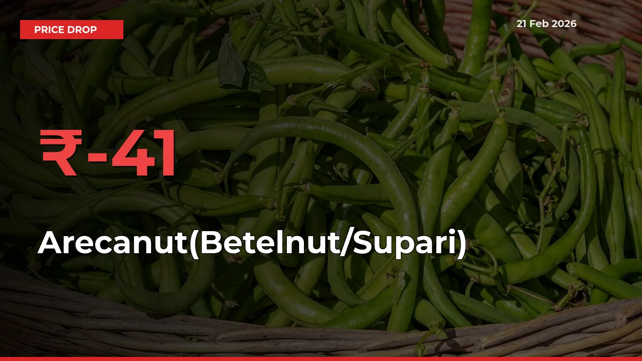 Arecanut(Betelnut/Supari) Falls 40.88% at Mandis