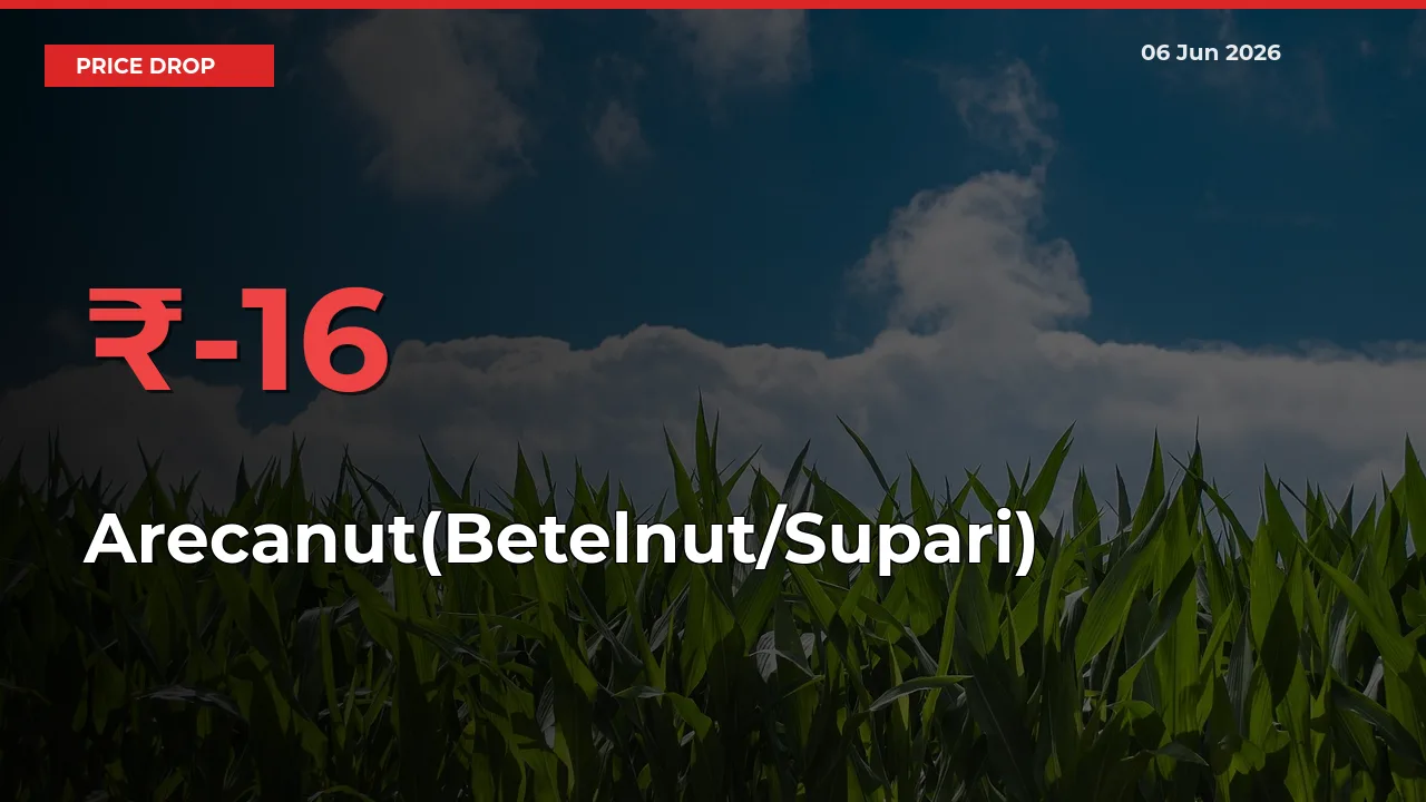 Farmers Alert as Arecanut(Betelnut/Supari) Prices Slide 16.13% in Local Mandis