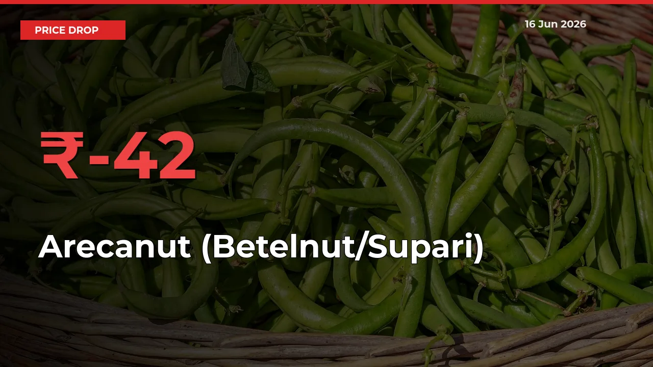 Farmers Alert as Arecanut (Betelnut/Supari) Prices Slide 41.67% in Local Mandis