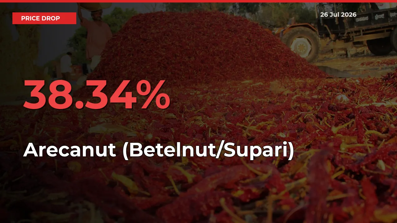 38.34% Drop in Arecanut (Betelnut/Supari) Prices – Mandi Sees Sudden Fall