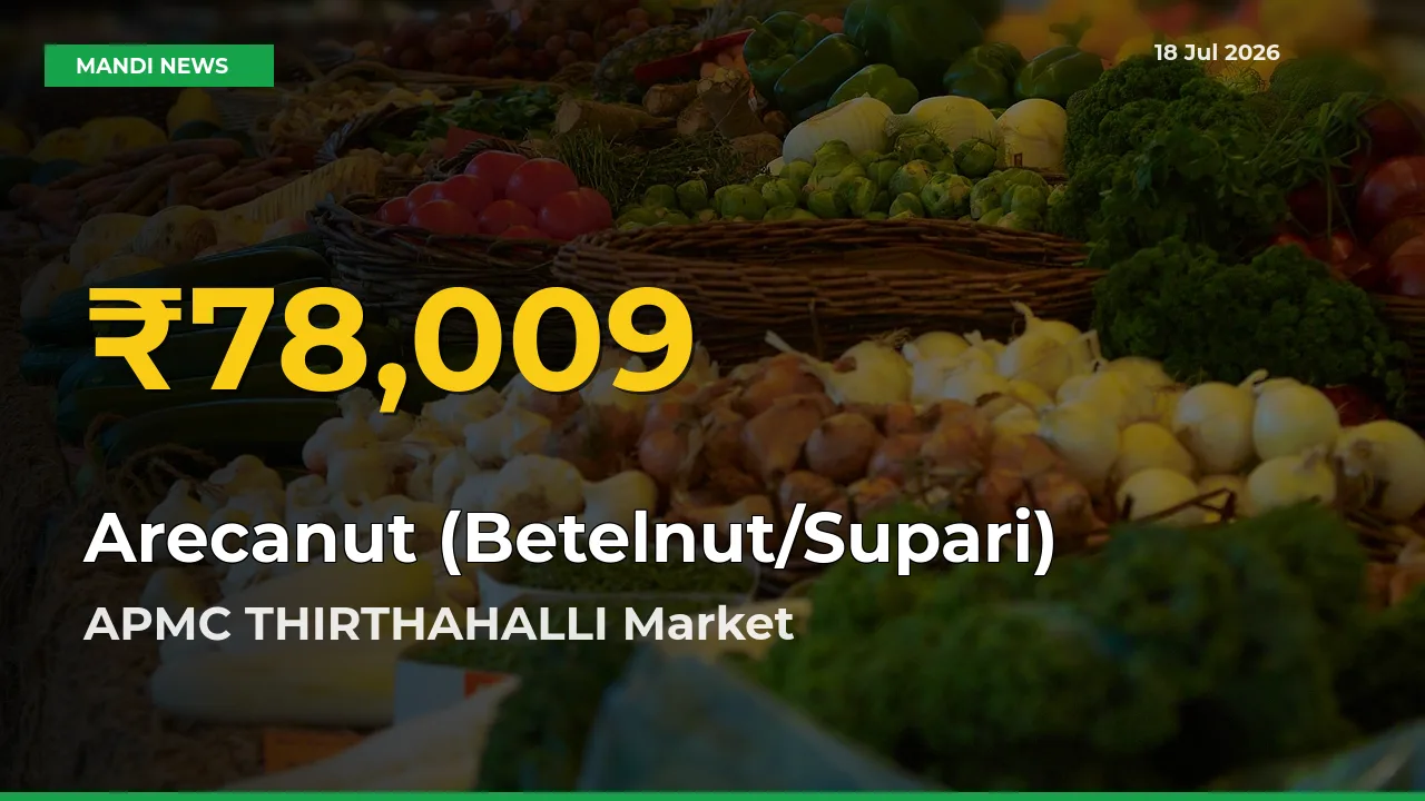 Fresh Record! Arecanut (Betelnut/Supari) Price Climbs to New High in APMC THIRTHAHALLI