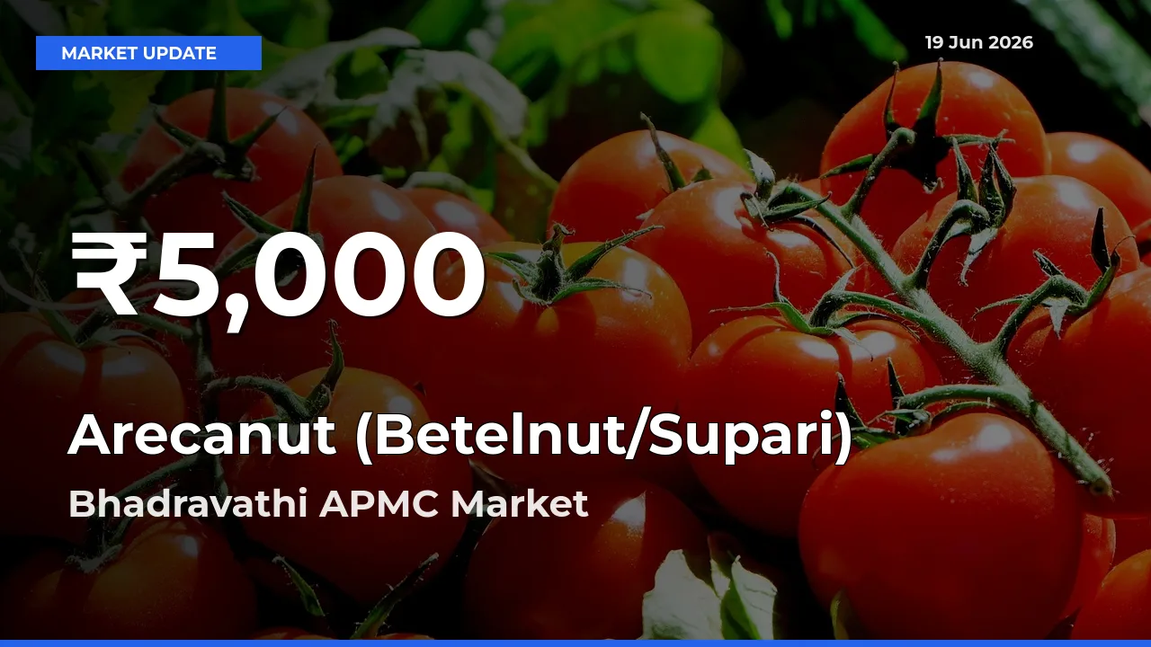 Farmers Concerned as Arecanut (Betelnut/Supari) Hits 30-Day Low in Bhadravathi APMC