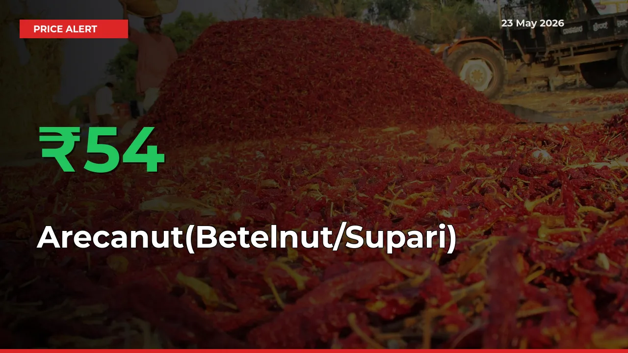 Arecanut(Betelnut/Supari) Prices Rise 54.29% in a Day at Major Mandis