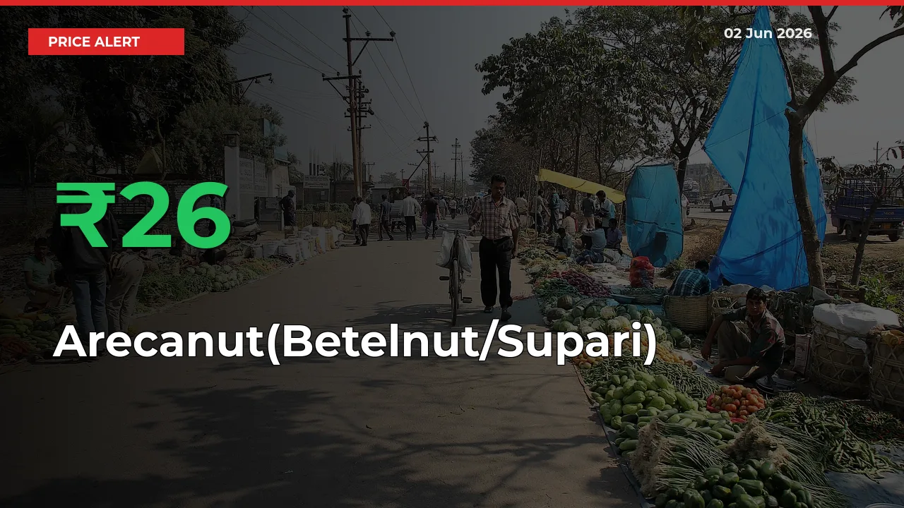 Sudden 25.73% Rally in Arecanut(Betelnut/Supari) Prices Across Mandis