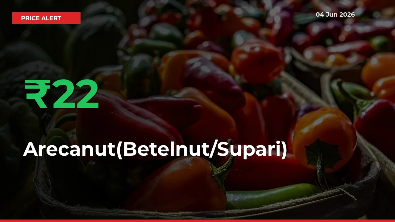 Big Rally! Arecanut(Betelnut/Supari) Climbs 21.8% in 24 Hours at Top Mandis
