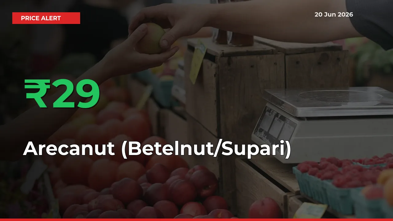 28.76% Spike in Arecanut (Betelnut/Supari) Prices – Mandi Sees Sudden Rally