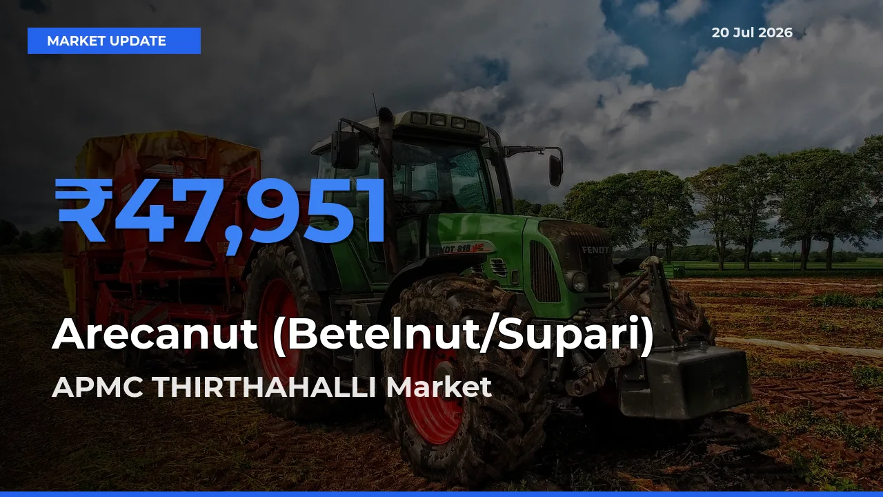 Arecanut (Betelnut/Supari) Mandi Rate Today: APMC THIRTHAHALLI Tops the List