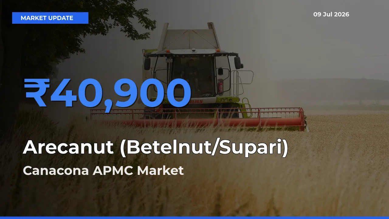 Canacona APMC Tops Arecanut (Betelnut/Supari) Mandi Rates Today