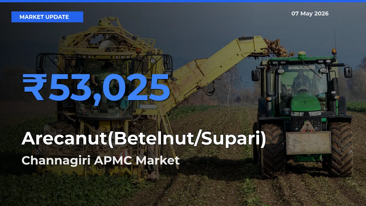 Farmers Prefer Channagiri APMC as Arecanut(Betelnut/Supari) Hits Highest Rate