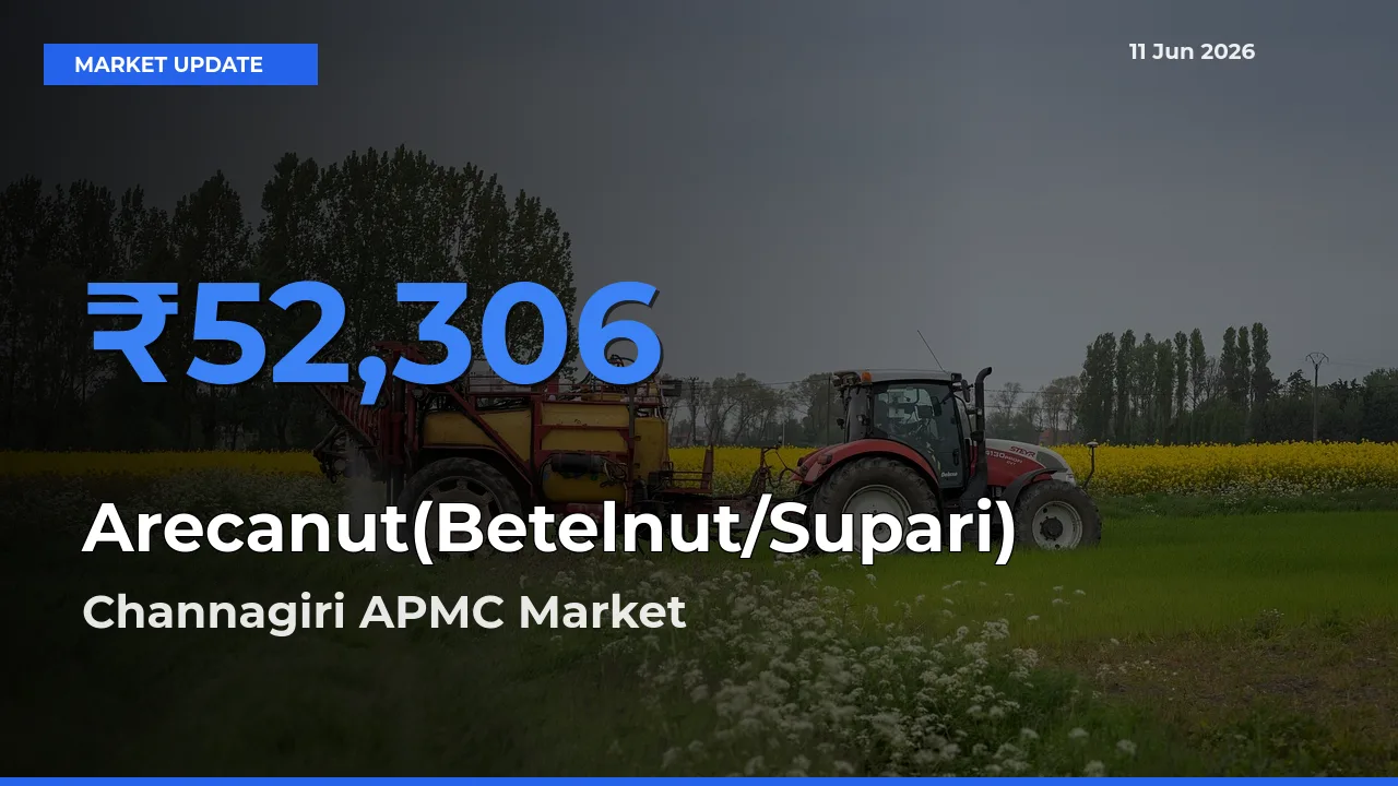 Farmers Prefer Channagiri APMC as Arecanut(Betelnut/Supari) Hits Highest Rate