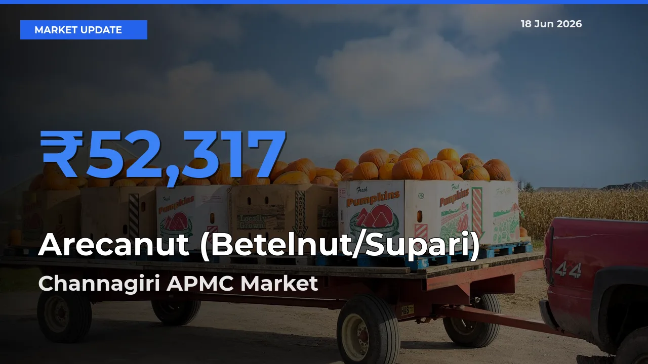 Channagiri APMC Offers ₹52,317 – Highest Arecanut (Betelnut/Supari) Rate Today