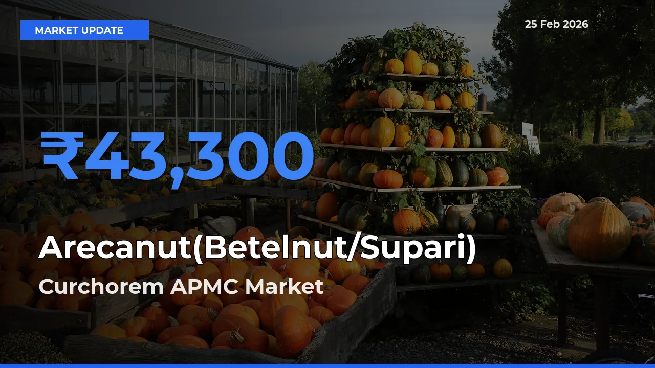 Arecanut(Betelnut/Supari) Mandi Rate Today: Curchorem APMC Tops the List