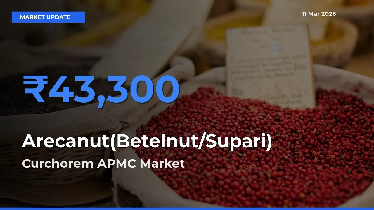 Market Watch: Curchorem APMC Becomes Top Mandi for Arecanut(Betelnut/Supari)