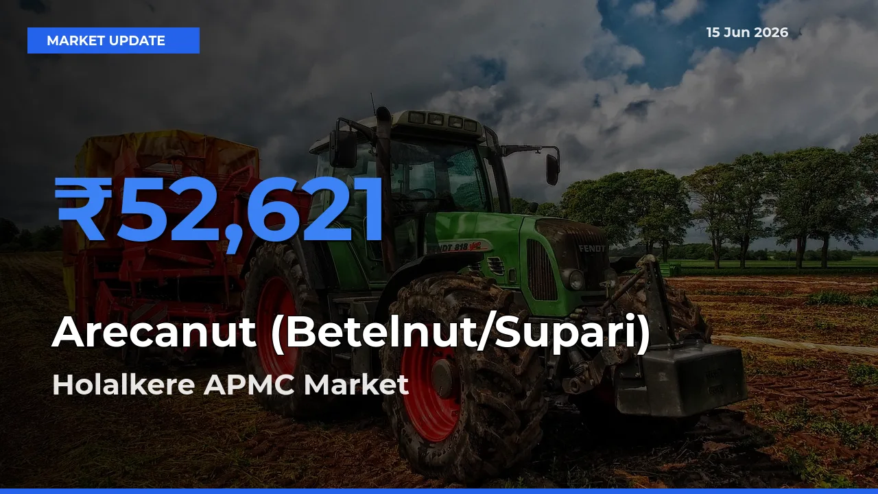 Holalkere APMC Records Highest ₹52,621 Rate for Arecanut (Betelnut/Supari)