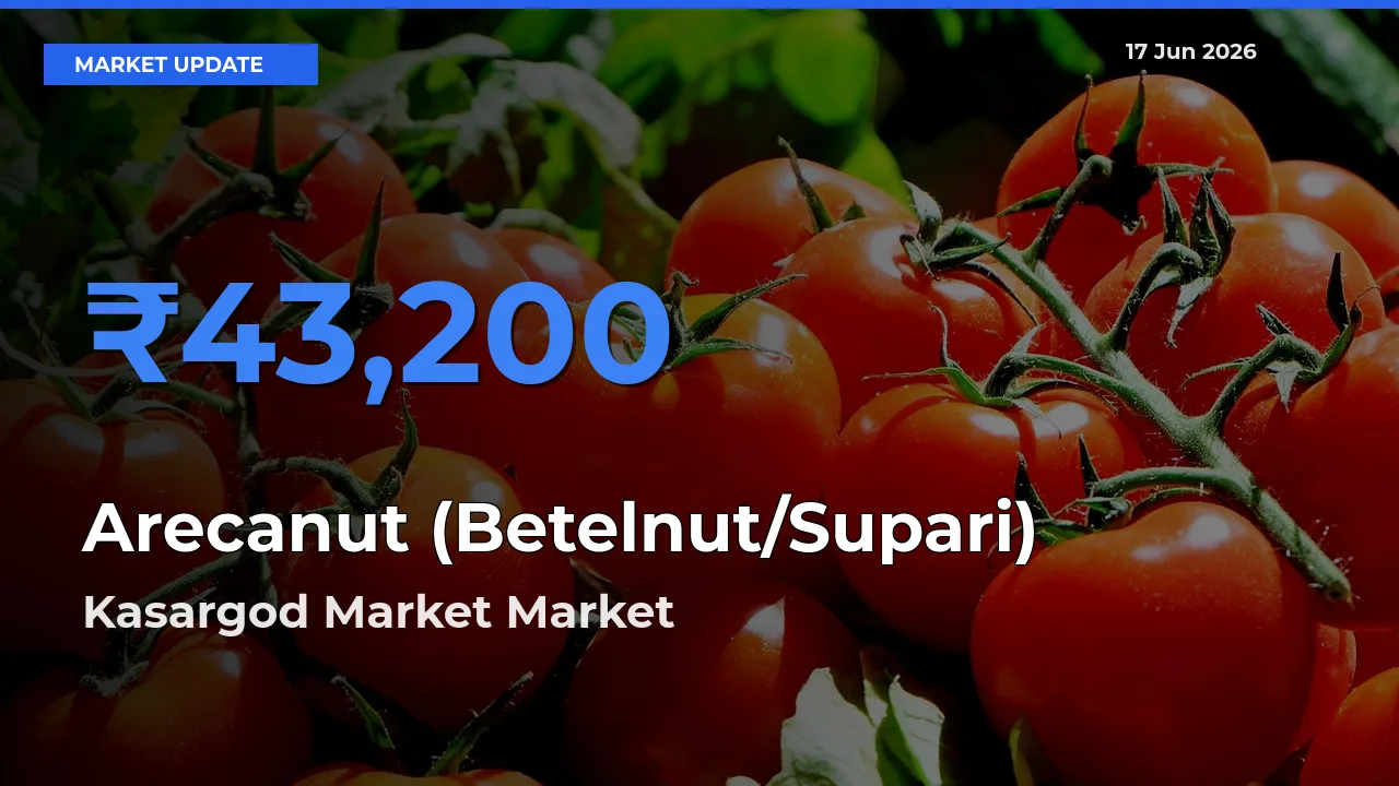 Kasargod Market Records Highest ₹43,200 Rate for Arecanut (Betelnut/Supari)