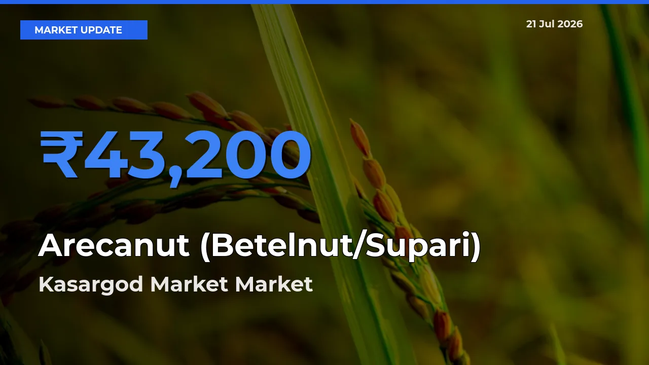 Kasargod Market Emerges as Top Mandi for Arecanut (Betelnut/Supari) Prices Today