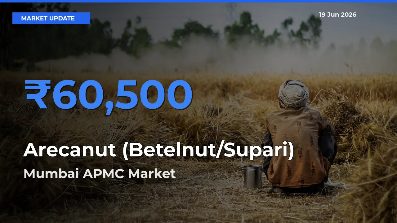 Mumbai APMC Tops Arecanut (Betelnut/Supari) Rates – June 19 Market Update