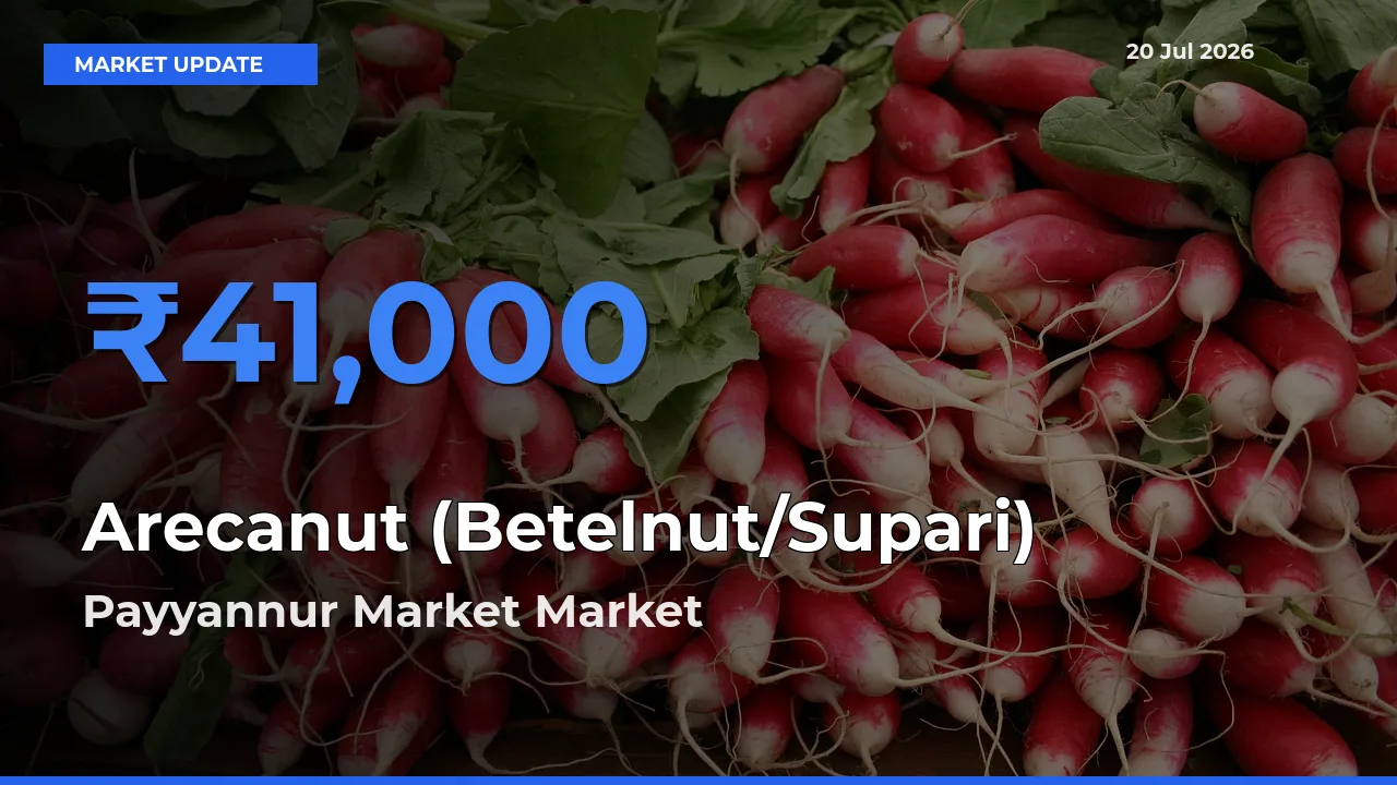 Farmers Prefer Payyannur Market as Arecanut (Betelnut/Supari) Hits Highest Rate