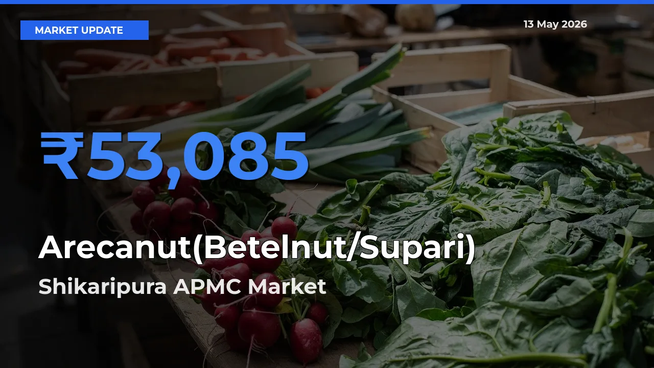 Shikaripura APMC Records Highest ₹53,085 Rate for Arecanut(Betelnut/Supari)