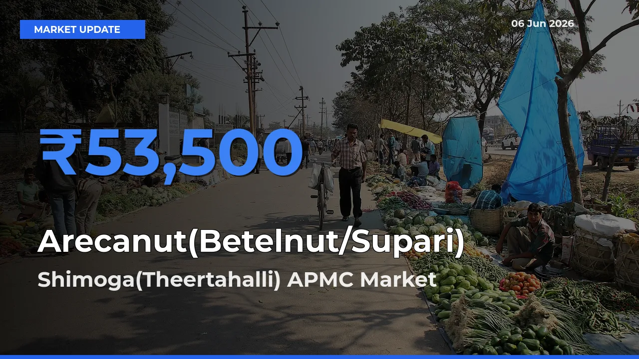 Arecanut(Betelnut/Supari) Mandi Rate Today: Shimoga(Theertahalli) APMC Tops the List