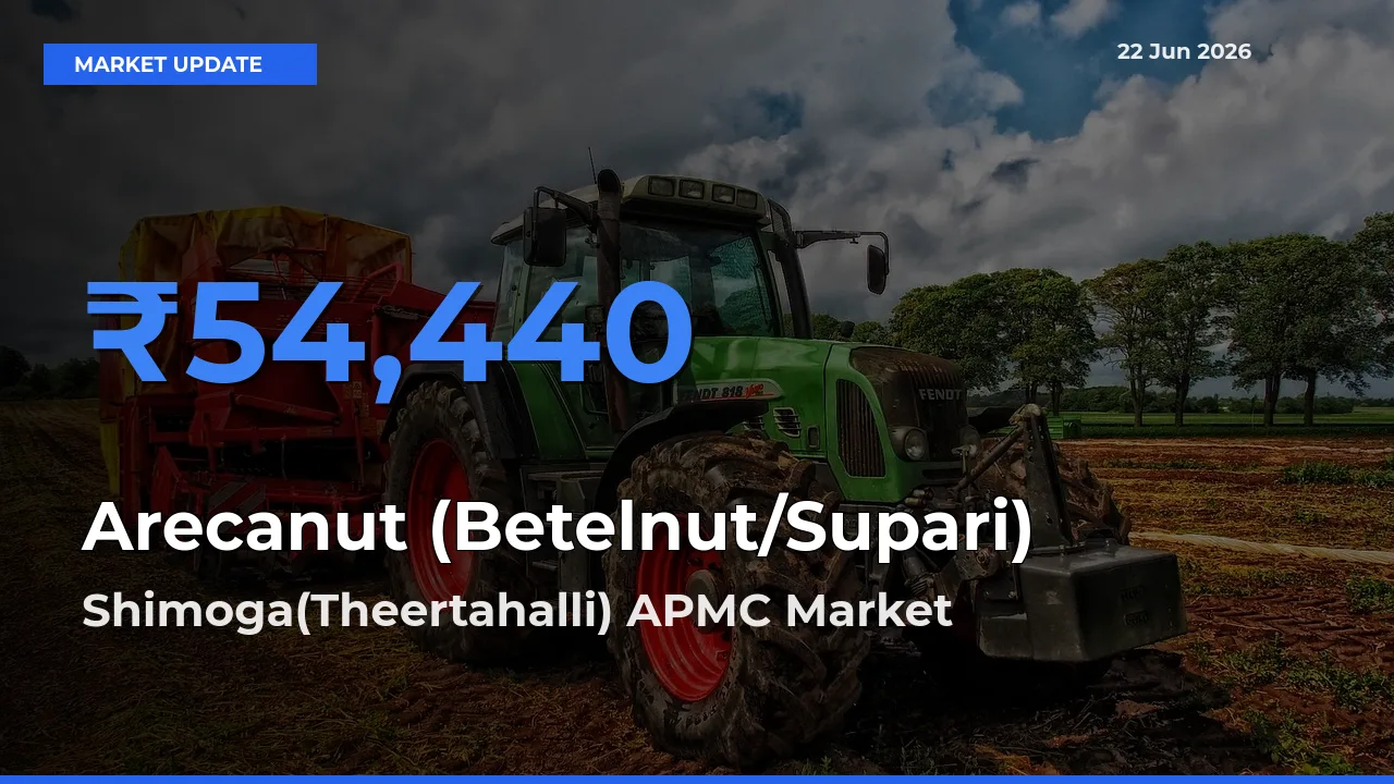 Arecanut (Betelnut/Supari) Mandi Rate Today: Shimoga(Theertahalli) APMC Tops the List