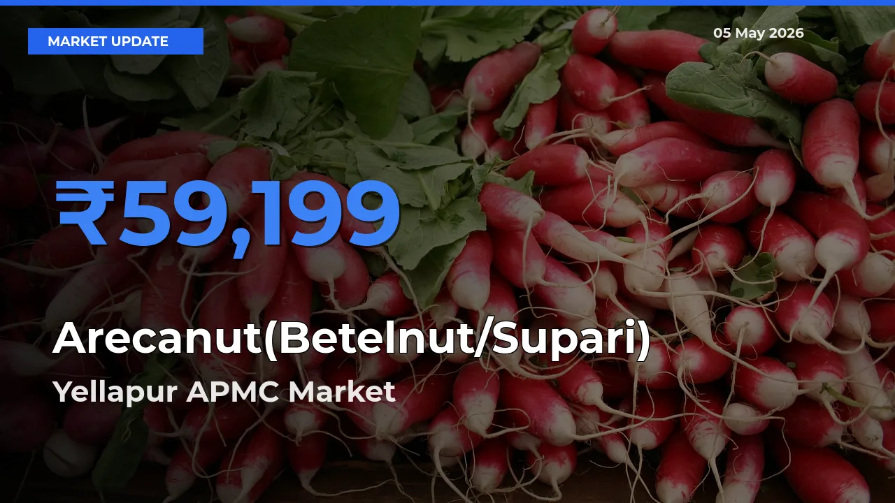 Yellapur APMC Tops Arecanut(Betelnut/Supari) Mandi Rates Today