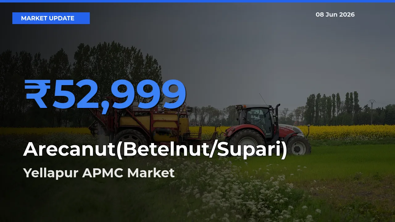 Top Performer! Yellapur APMC Offers Best Arecanut(Betelnut/Supari) Price Today