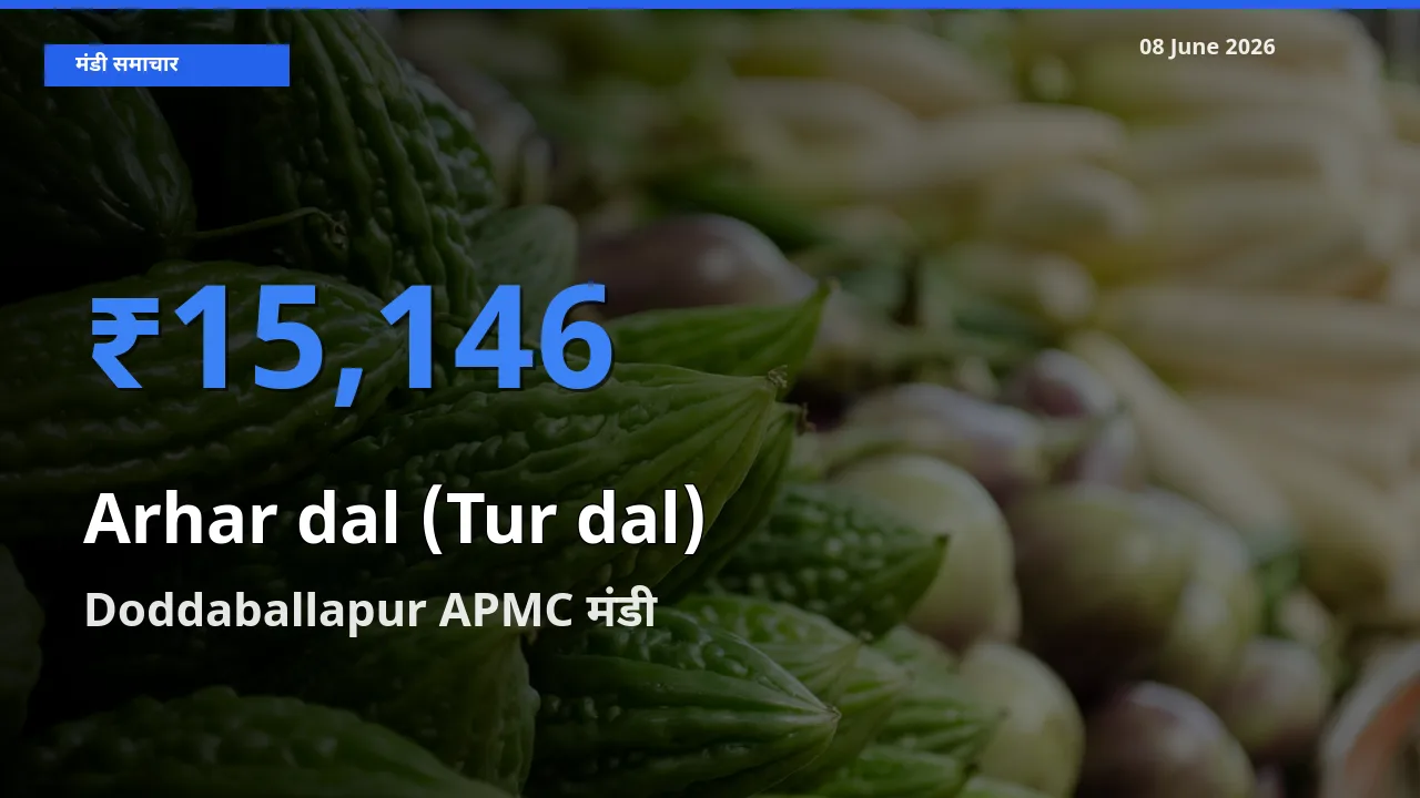 आज अरहर दाल - स्प्लिट के सबसे ऊँचे दाम ₹15,146 Doddaballapur APMC मंडी में