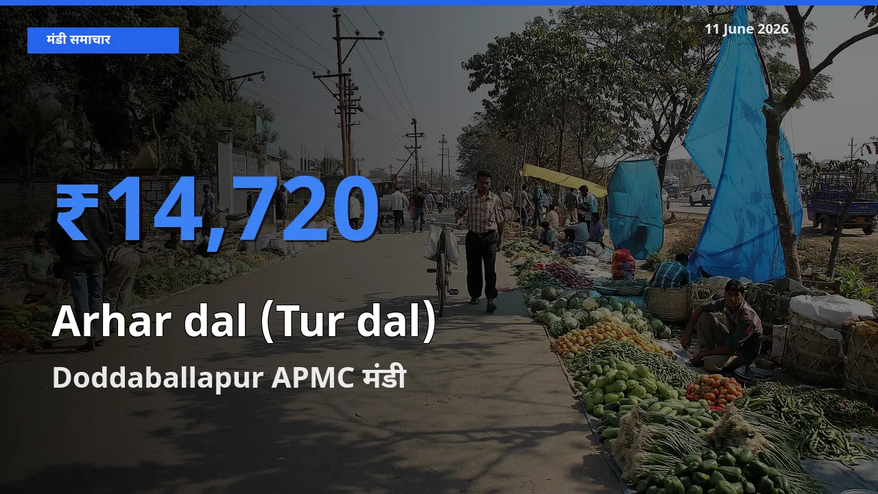 आज अरहर दाल - स्प्लिट के सबसे ज़्यादा दाम Doddaballapur APMC मंडी में दर्ज