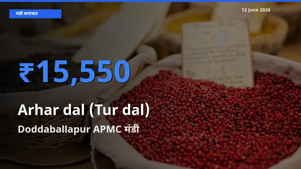 Doddaballapur APMC मंडी में अरहर दाल - स्प्लिट ₹15,550 पर पहुँचा – आज का सर्वोच्च भाव