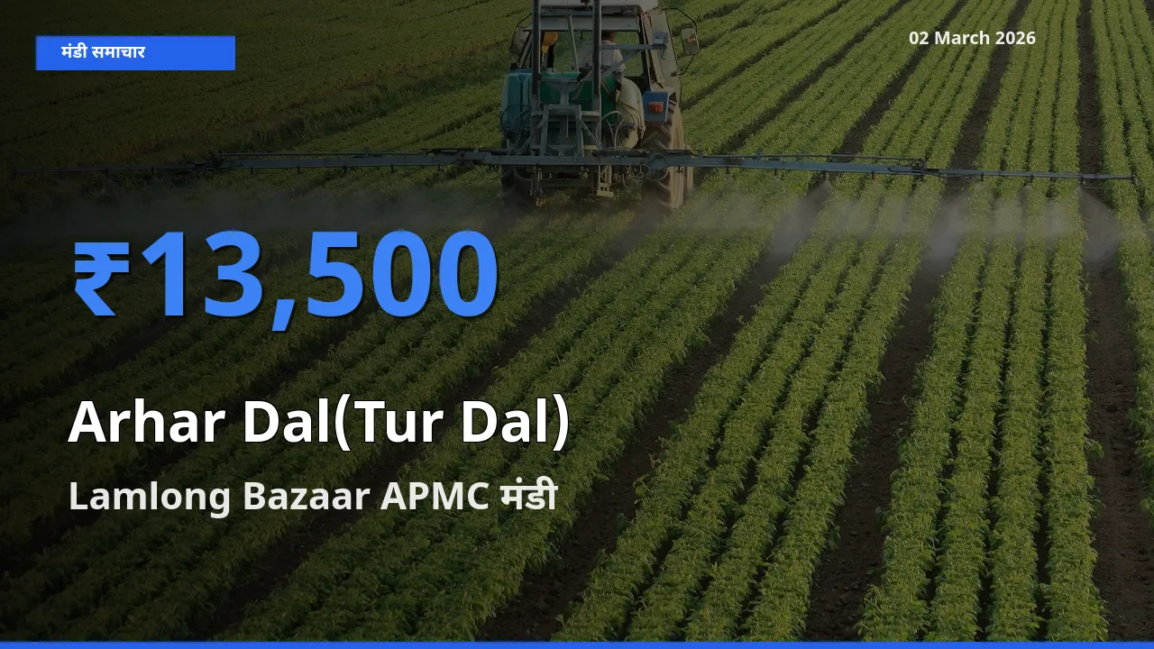 किसानों की पसंद बना Lamlong Bazaar APMC, Arhar Dal(Tur Dal) के सबसे अच्छे दाम