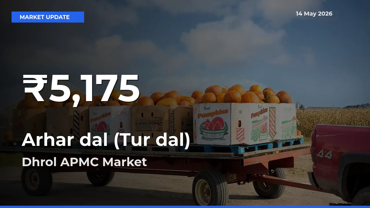 Arhar dal (Tur dal) Falls to ₹5,175 in Dhrol APMC – 30-Day Lowest Rate