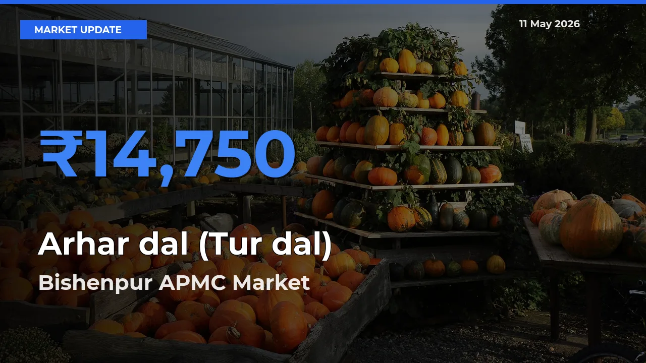Bishenpur APMC Offers ₹14,750 – Highest Arhar dal (Tur dal) Rate Today