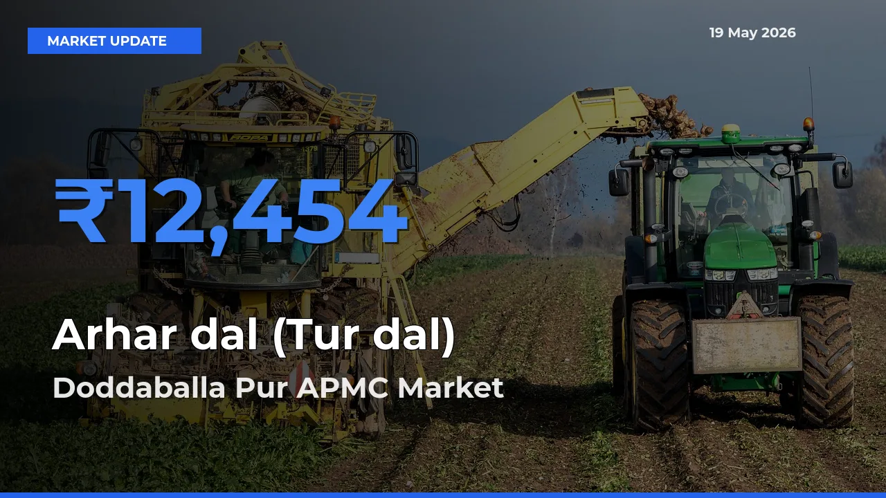 Doddaballa Pur APMC Tops Arhar dal (Tur dal) Rates – May 19 Market Update