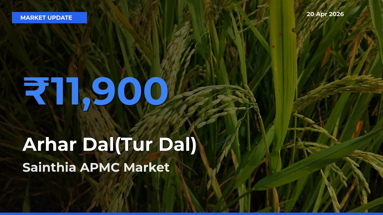 Market Watch: Sainthia APMC Becomes Top Mandi for Arhar Dal(Tur Dal)