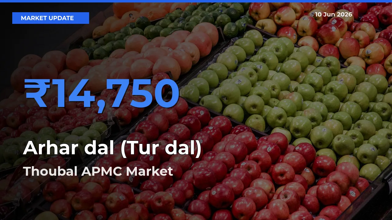 Top Performer! Thoubal APMC Offers Best Arhar dal (Tur dal) Price Today