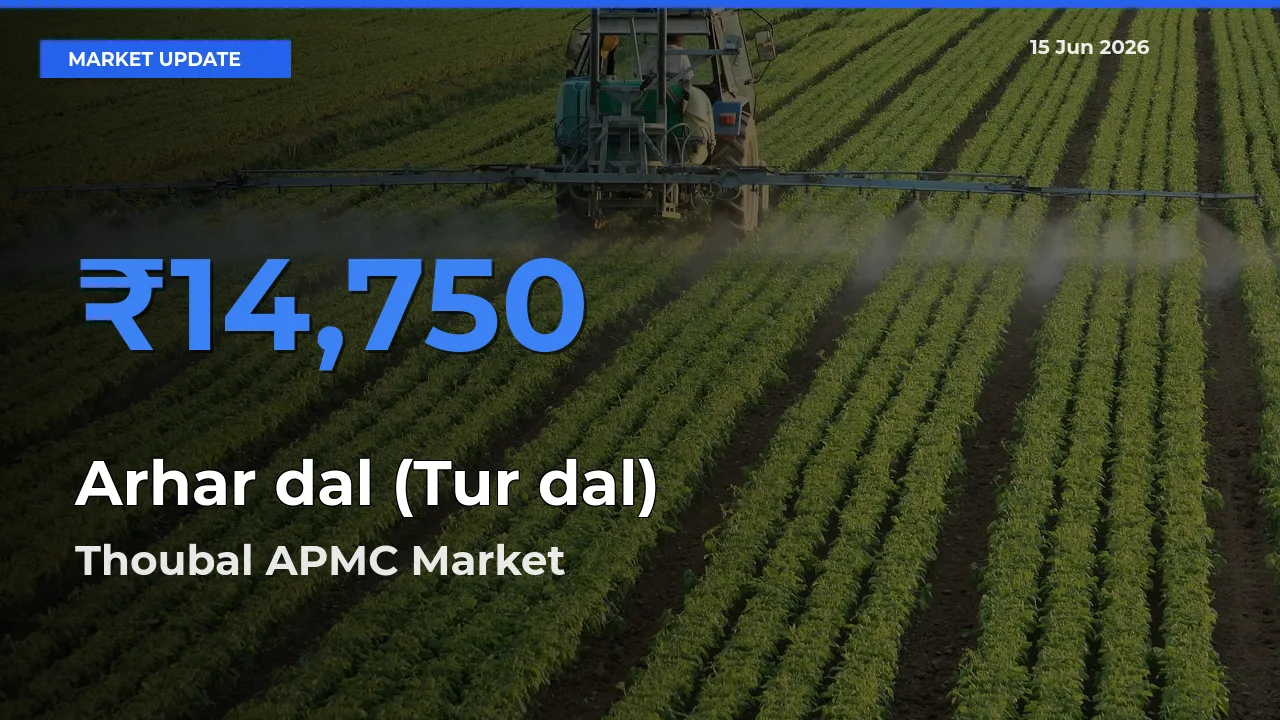 Thoubal APMC Leads as Top Mandi for Arhar dal (Tur dal) Prices