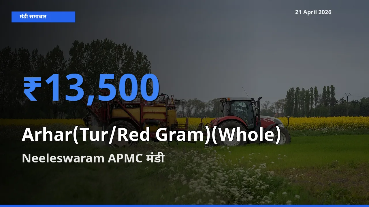 Neeleswaram APMC मंडी में अरहर (साबुत) ₹13,500 पर पहुँचा – आज का सर्वोच्च भाव