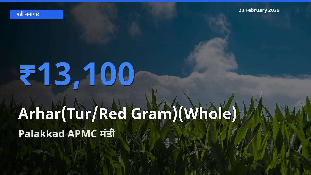 बाज़ार संकेत: Palakkad APMC बना Arhar(Tur/Red Gram)(Whole) के लिए आज की टॉप मंडी